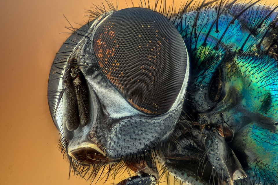 macro-2300109_960_720.jpg