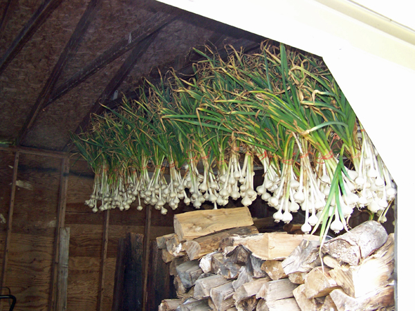 Digging garlic - harvest hung1 crop July 2019.jpg