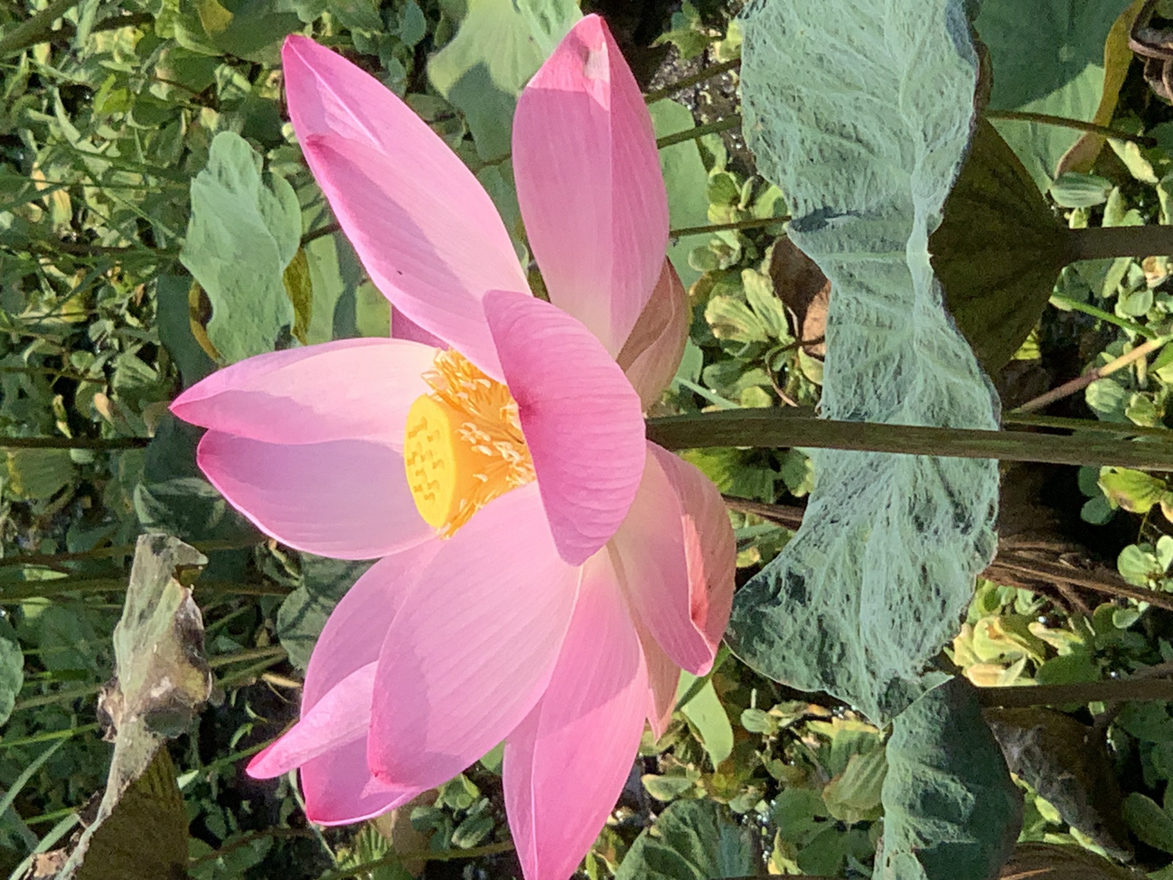 Lotus Pond4.jpg