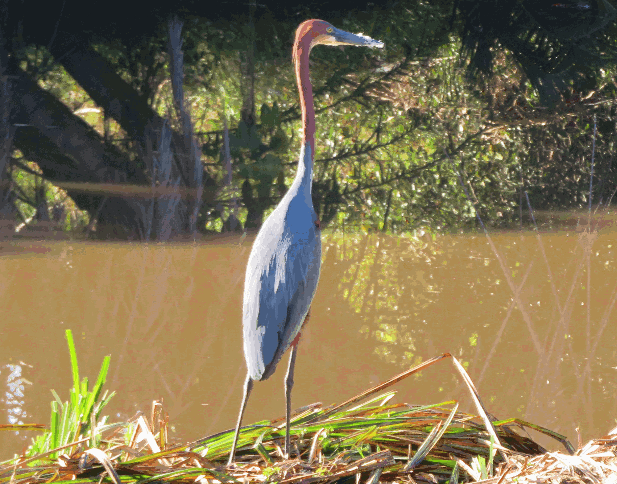Goliath_Heron.png