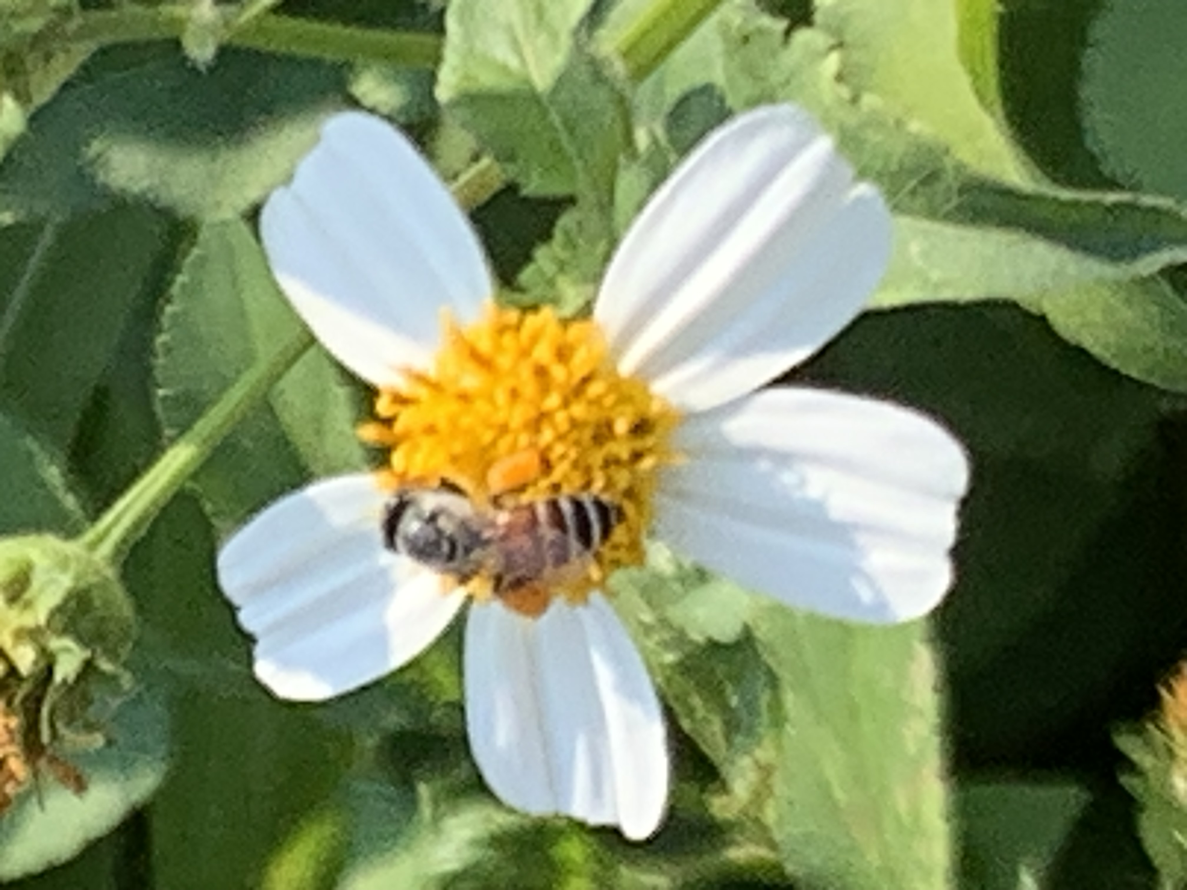 white wildflowers and bees13.jpg