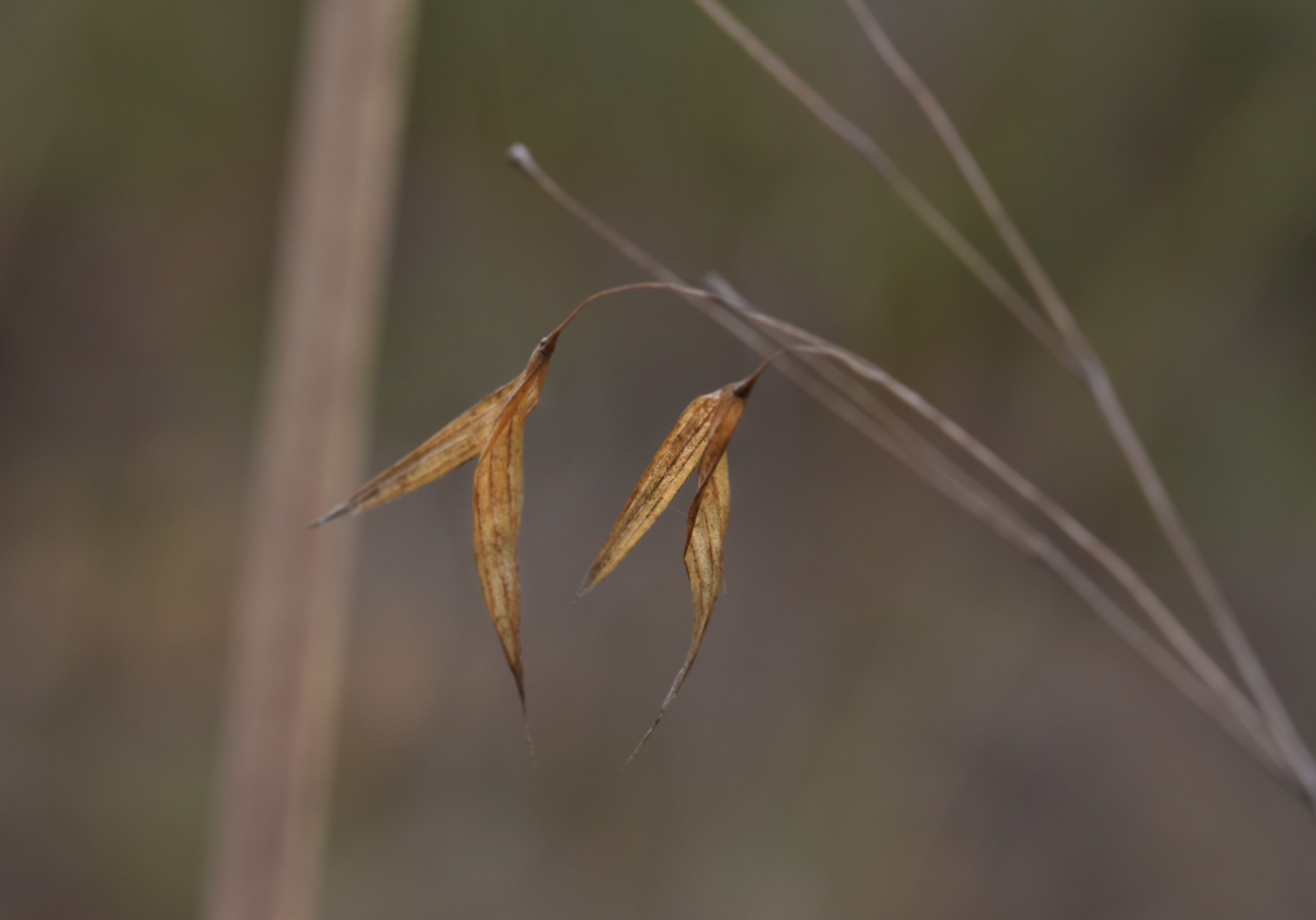 drystuff grass on wind 1.jpg