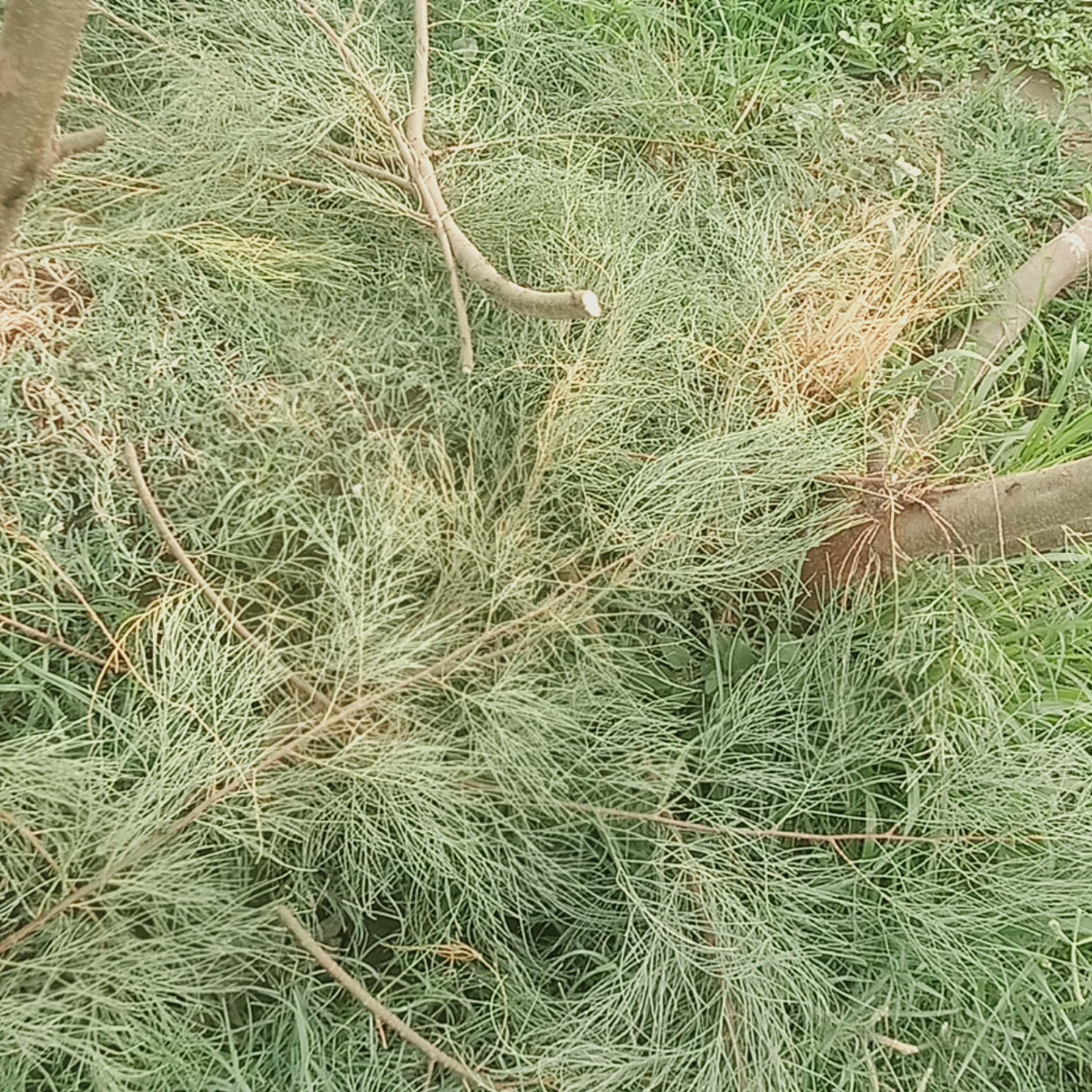 IMG20240630055547.jpg