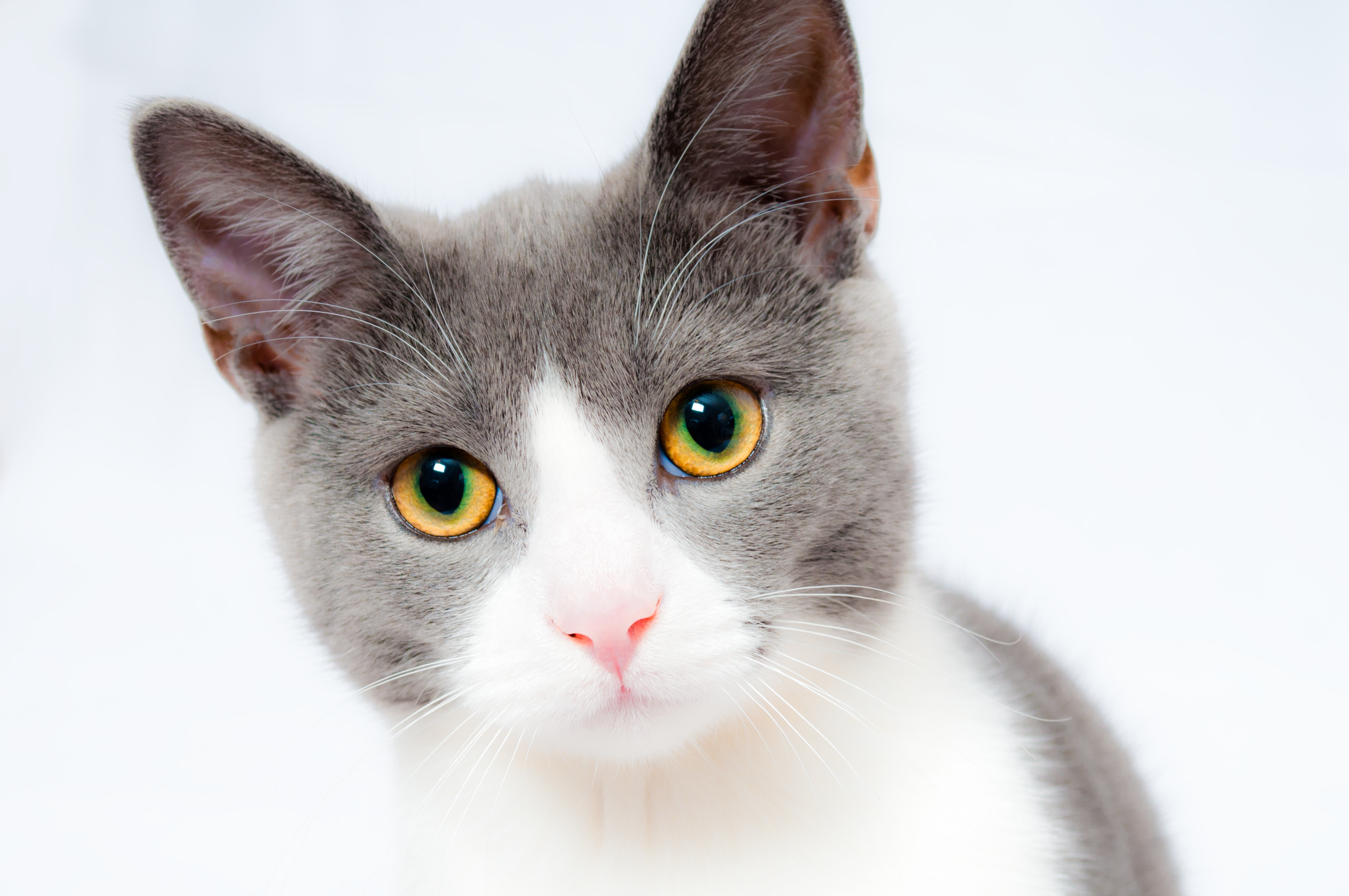 animal-animal-photography-cat-104827.jpg