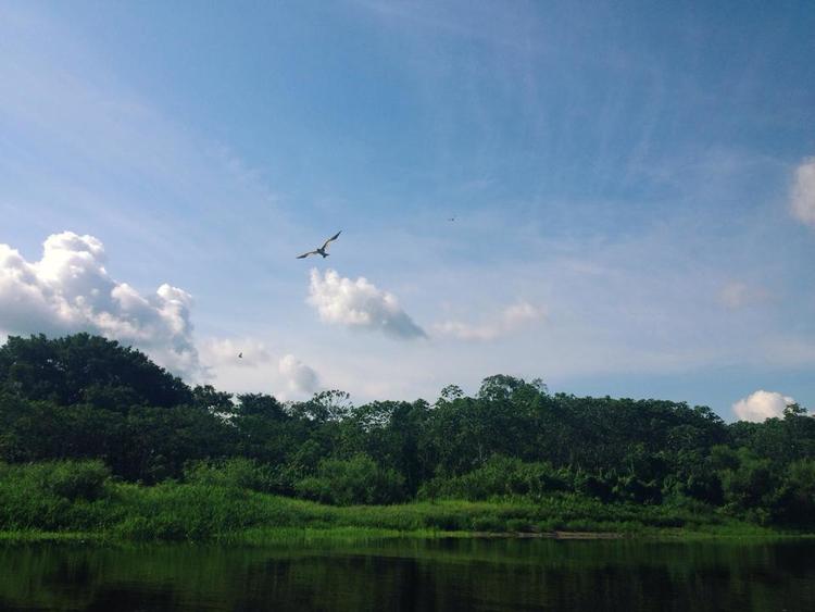 Amazon+Rainforest.jpg
