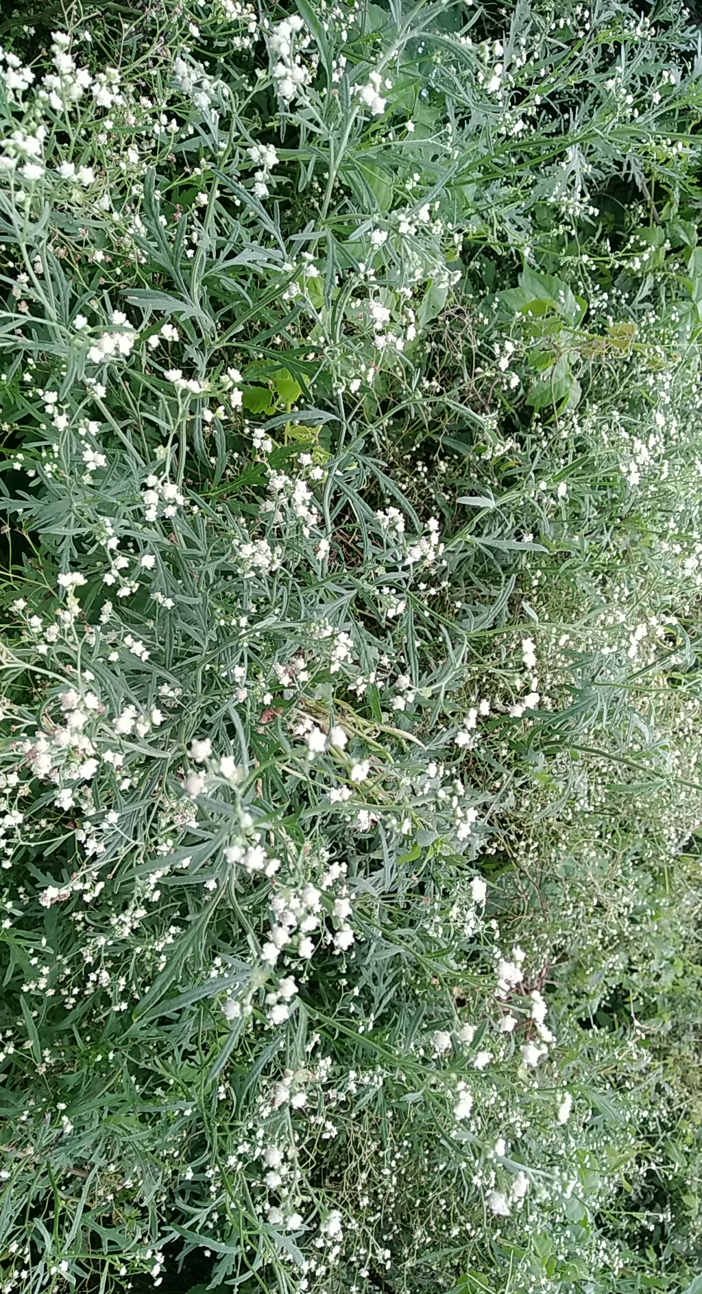 PANO_20200612_163614.jpg
