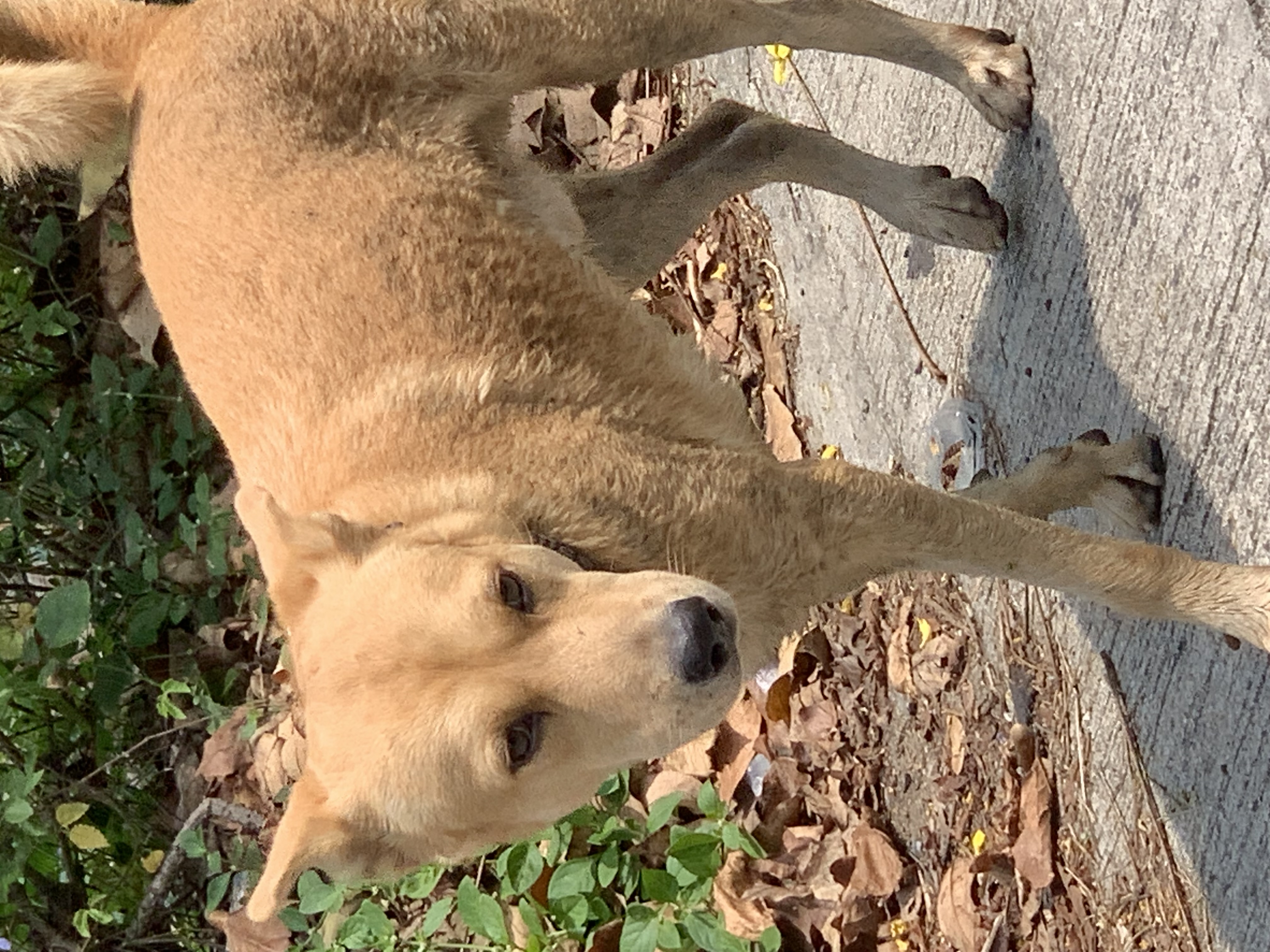 dog9.jpg