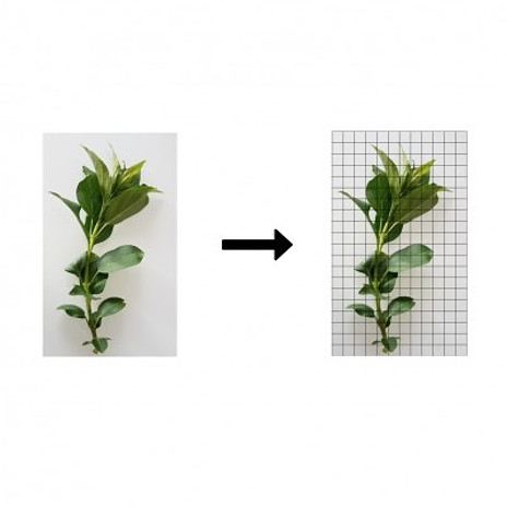 plant-with-grid-drawing-1.jpg