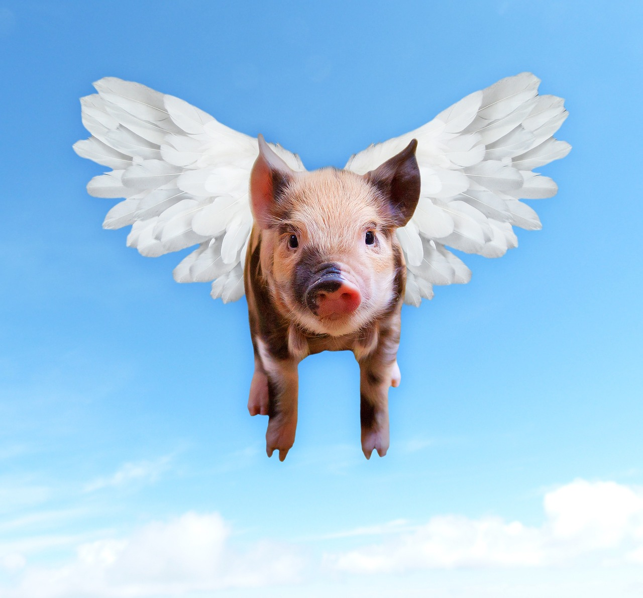 Pigs are flying - Steemit.