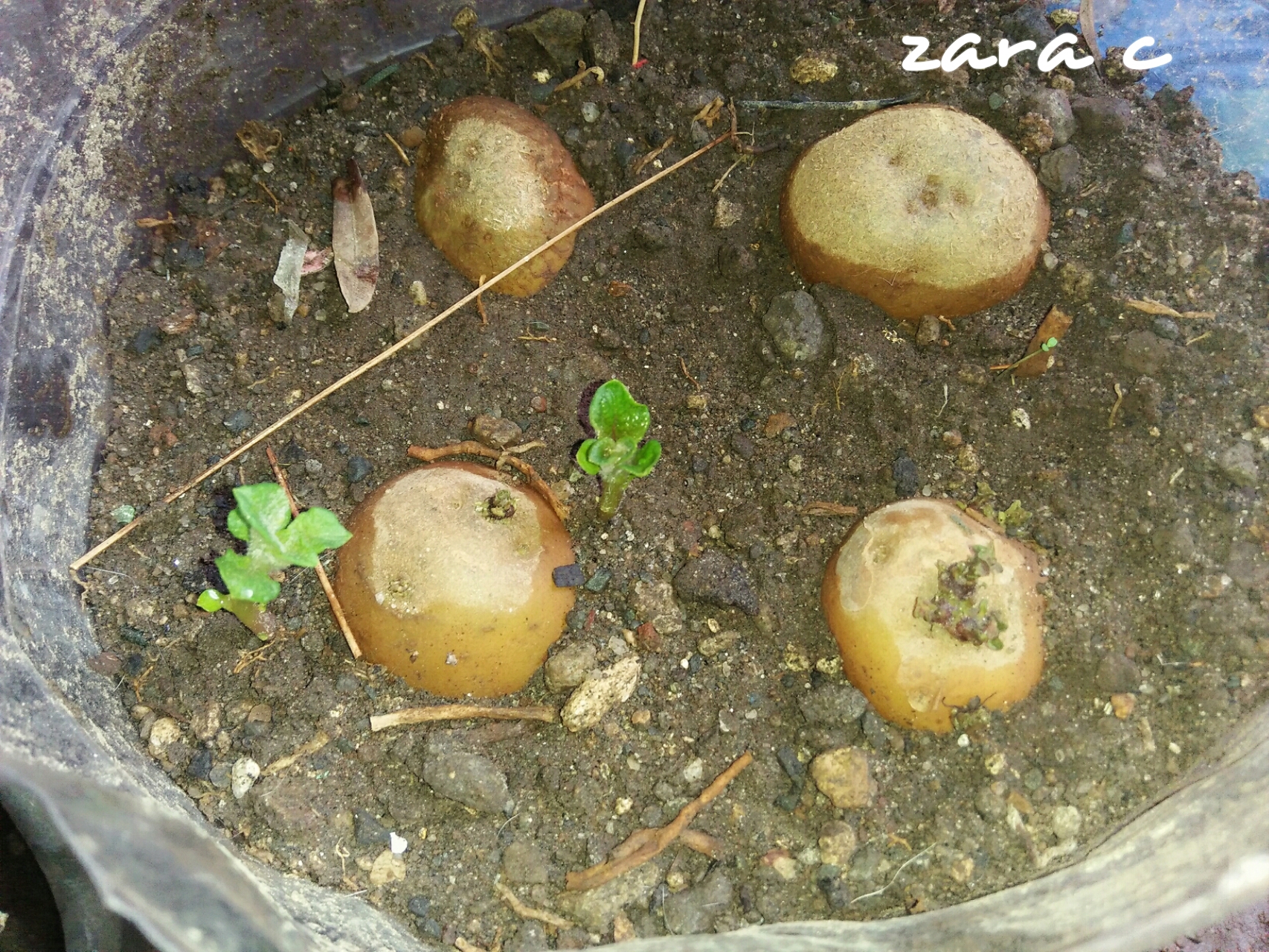 PhotoGrid_1564277392293.jpg