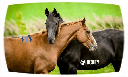 jockey from suchi.gif