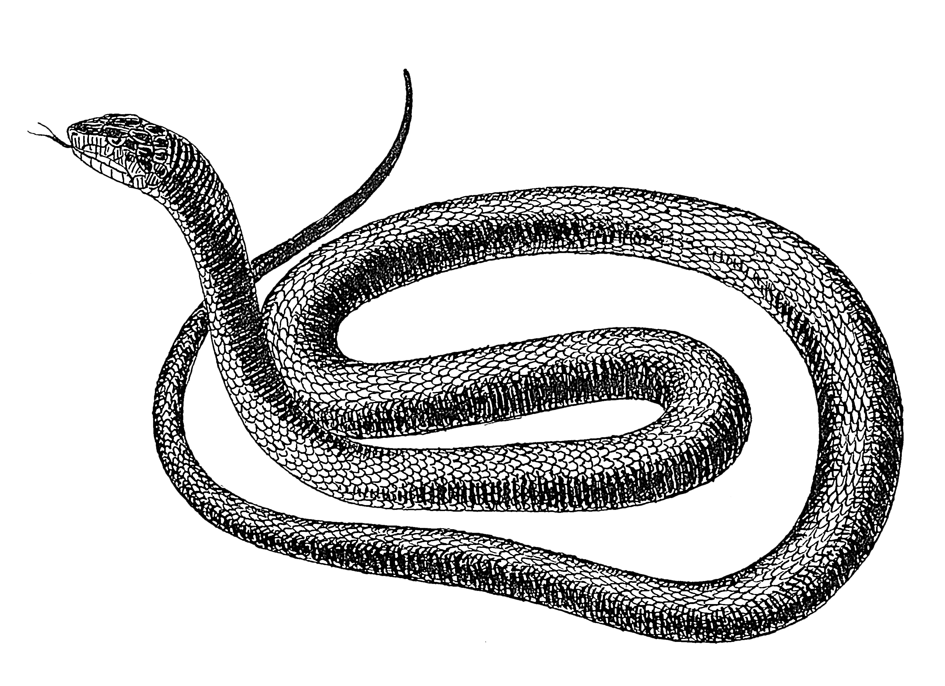 Black_snake_1_(PSF).png
