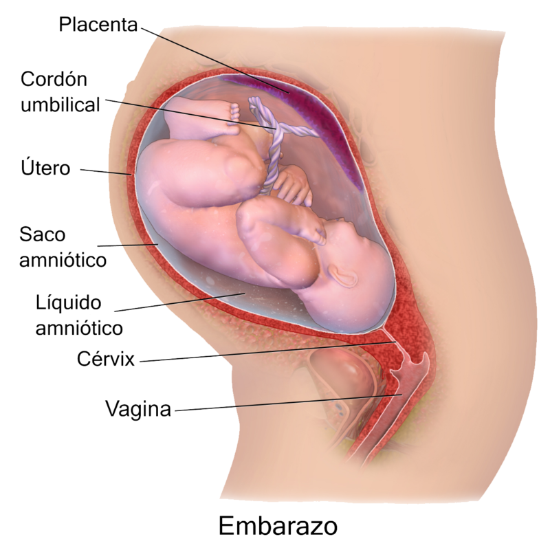 Blausen_0747_Pregnancy-es (1).png