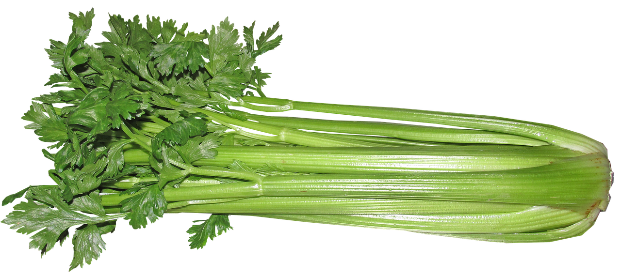 celery-3410302_1280.png