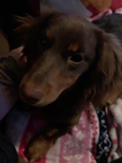 pippy 3.jpg