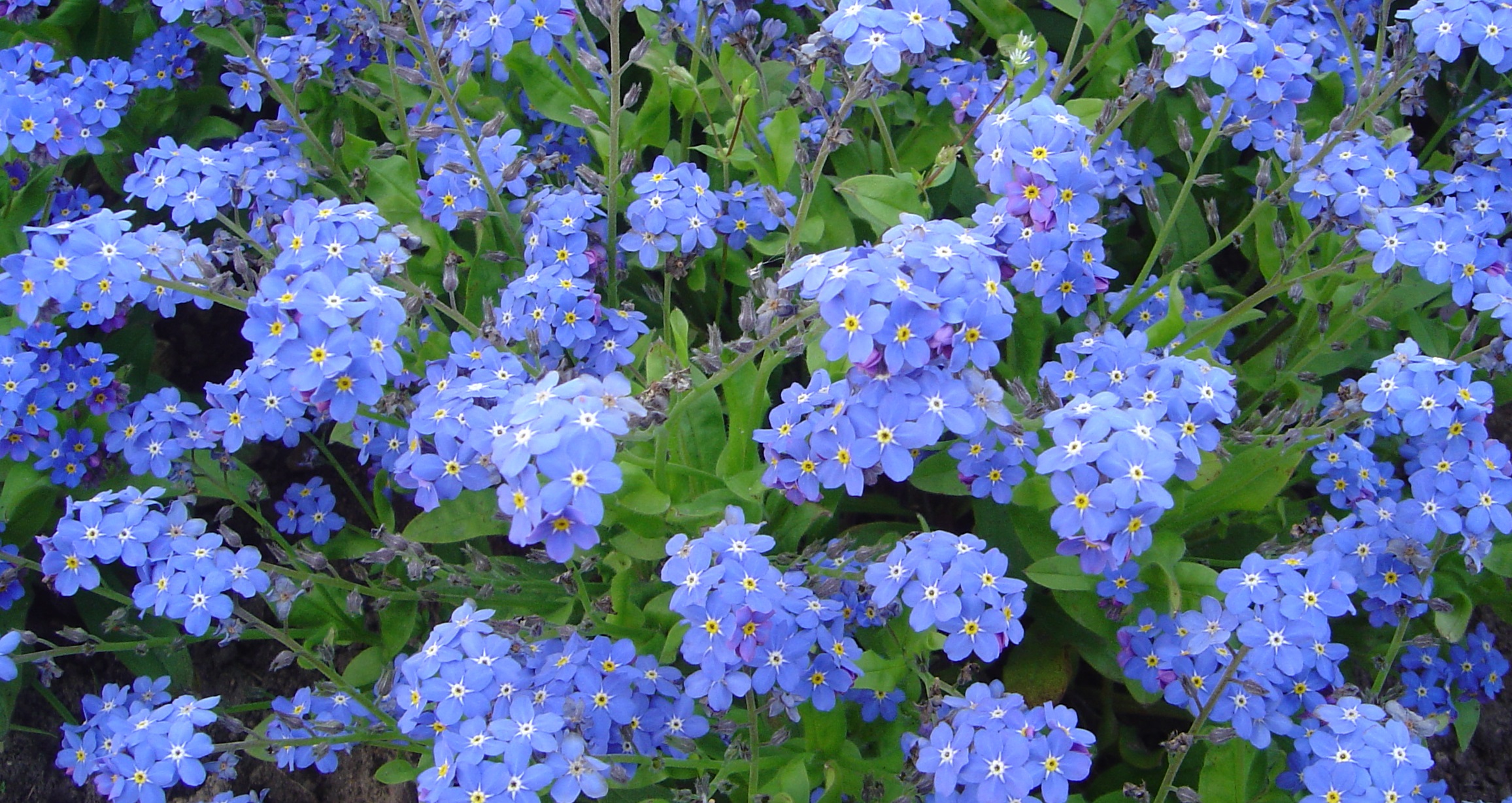 blue.jpg