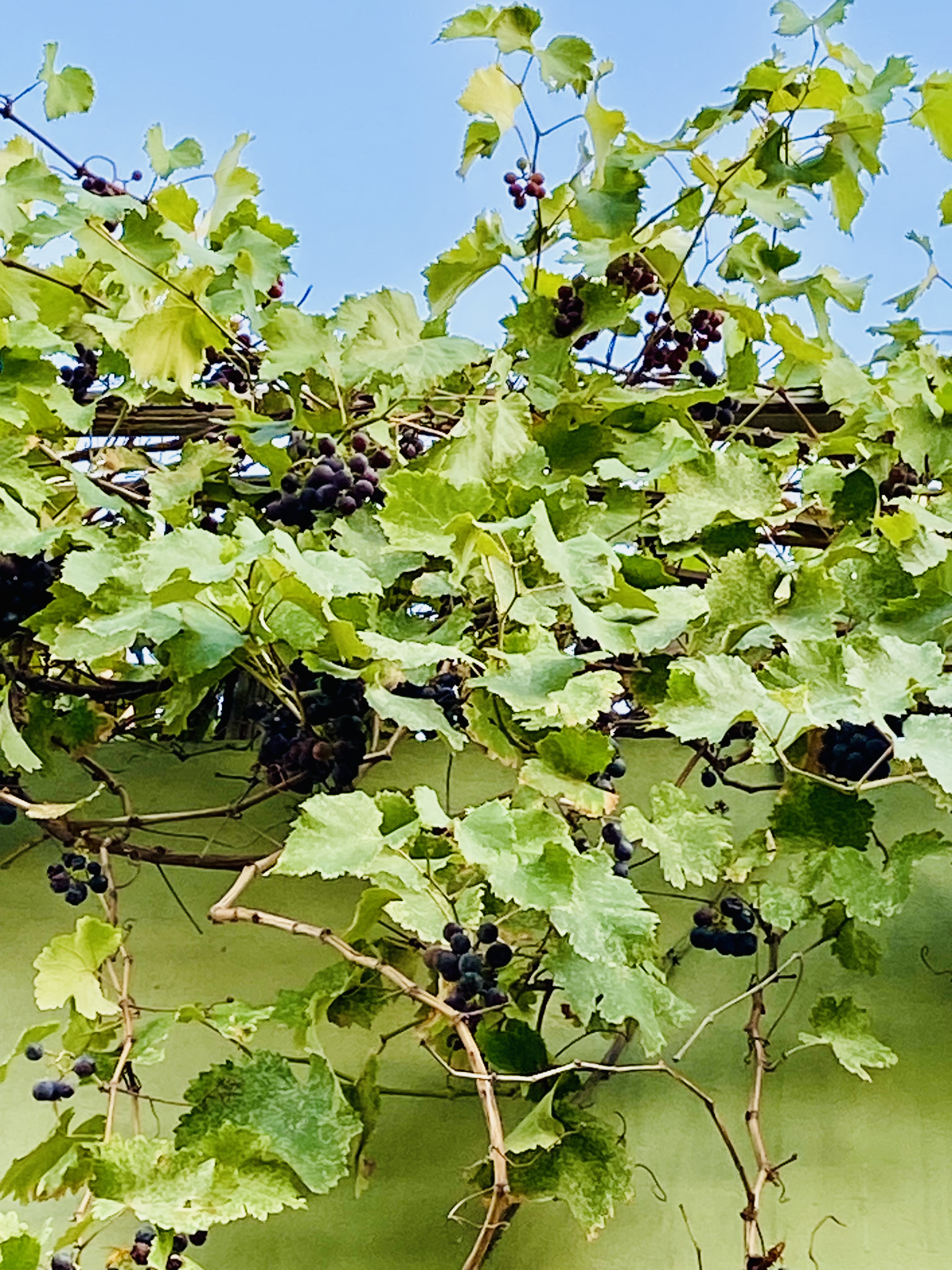 IMG_0142.jpeg