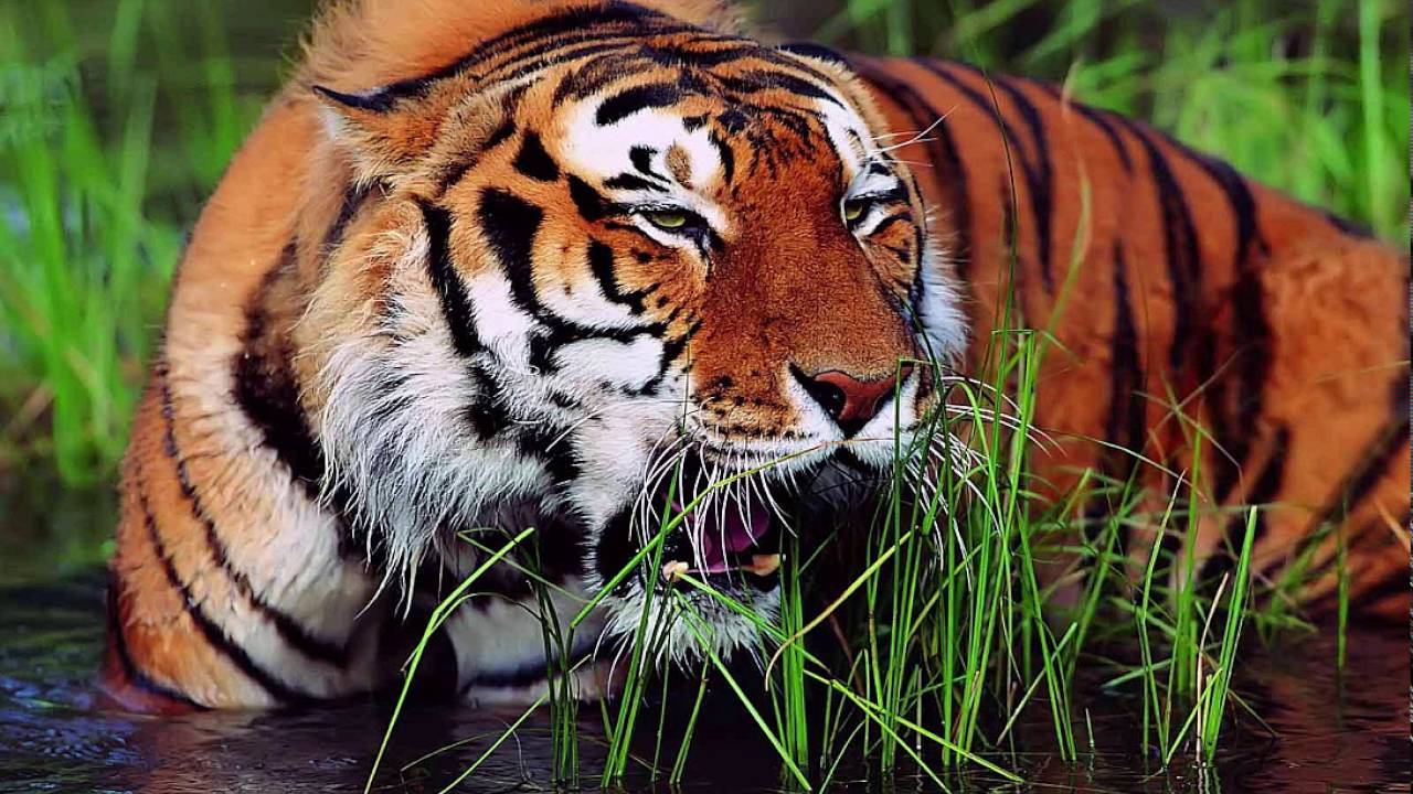 Bengal tiger (Panthera tigris tigris)