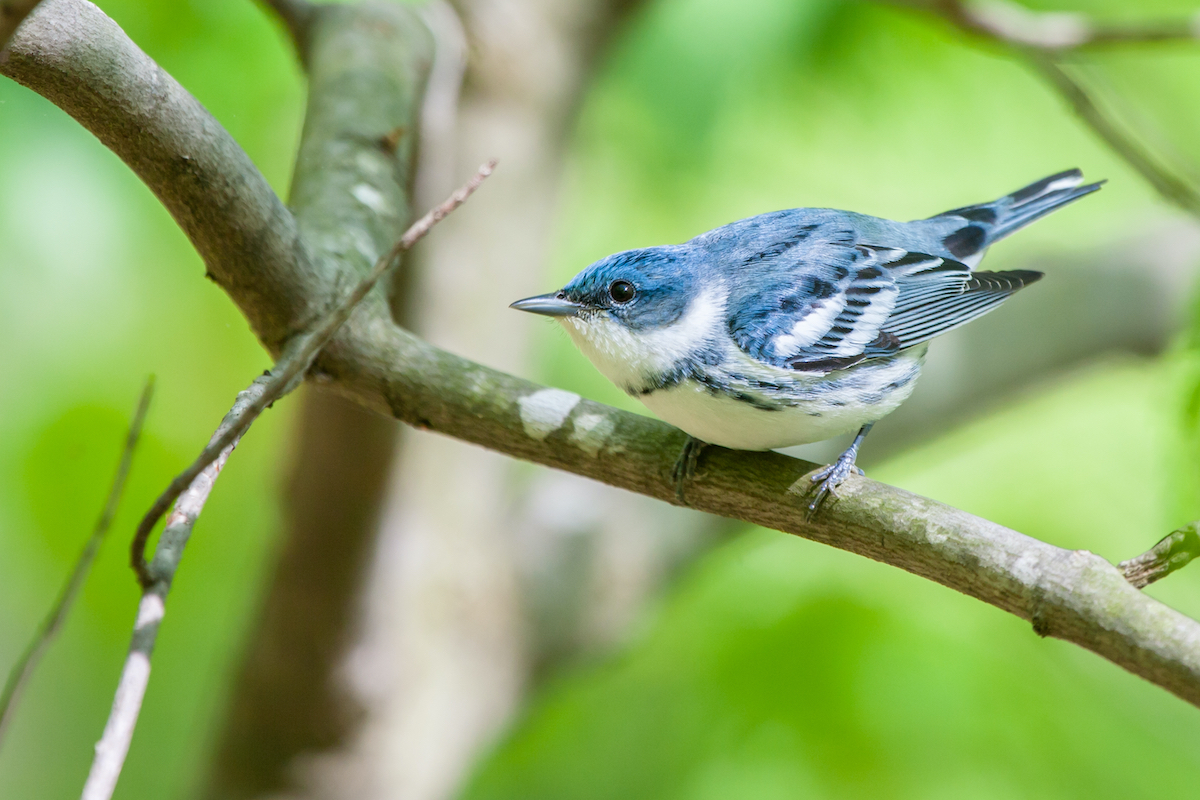 Cerulean-Warbler.jpg