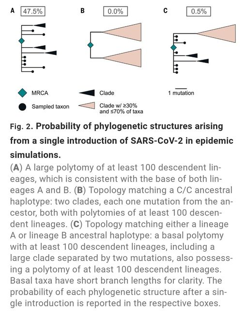 Phylogenic Analysis For Zoonotic Spillover.