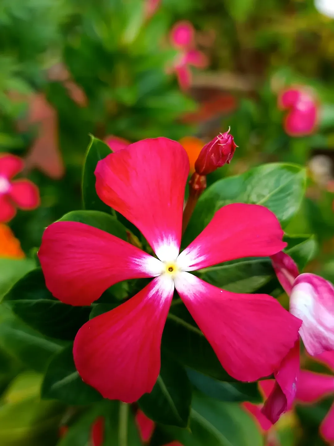 1000049221.webp