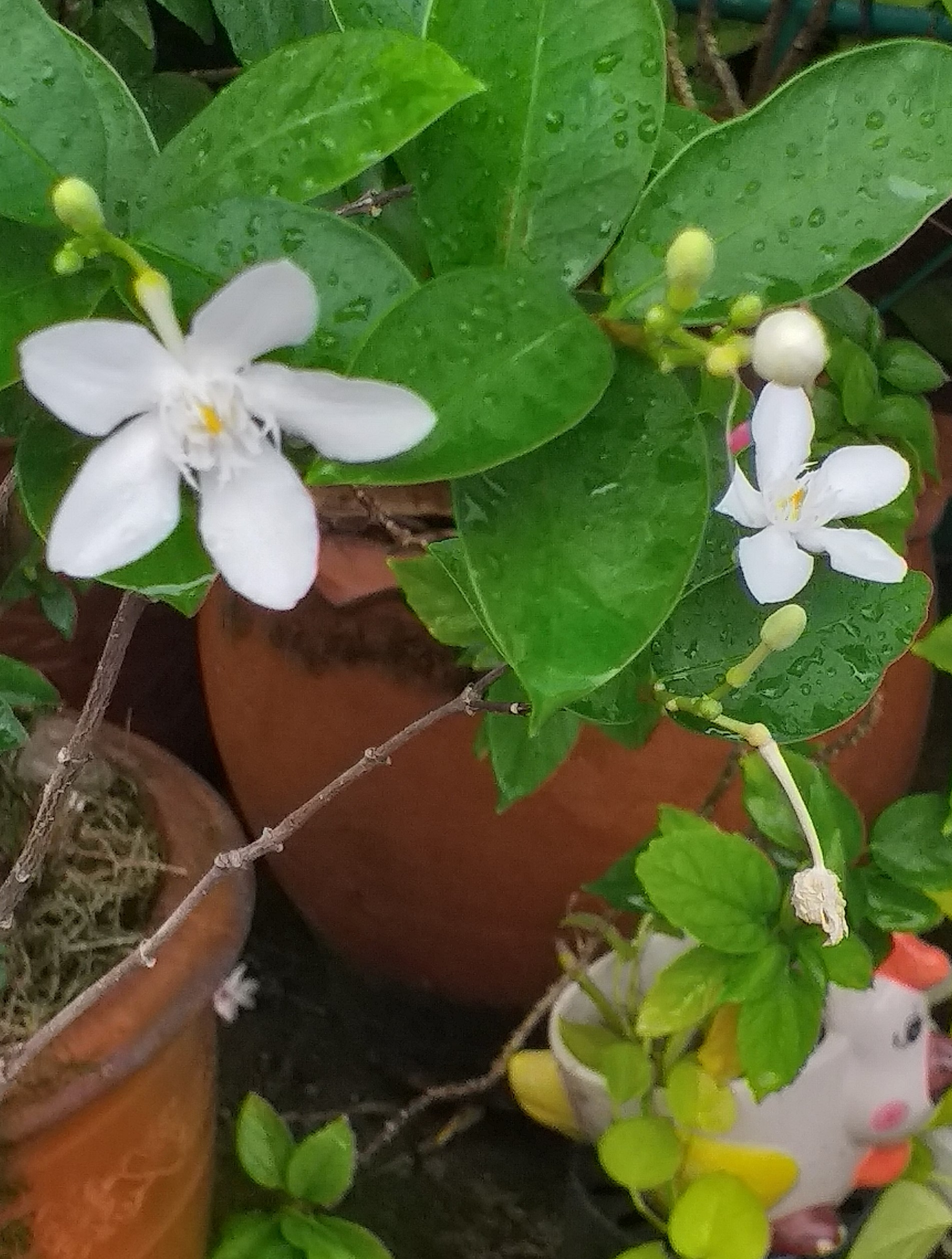 white flower10 (2).jpg