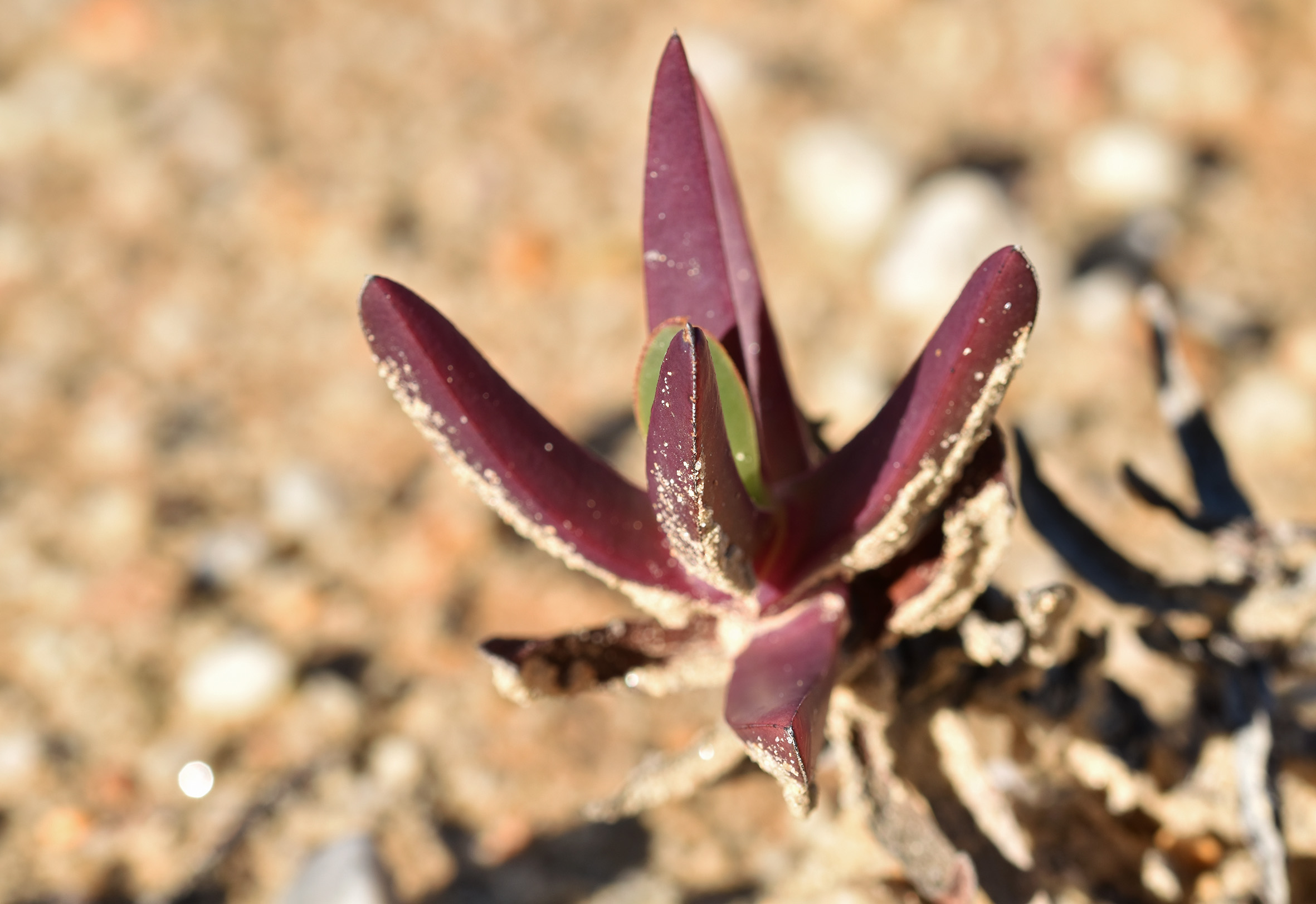 ice plant carpobrotus leaf 2.jpg