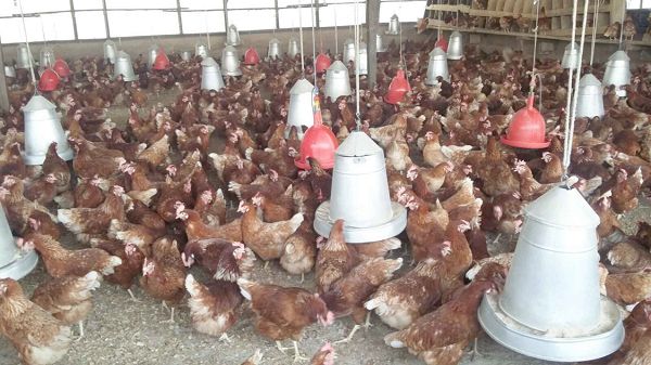 agric_compressed.jpg