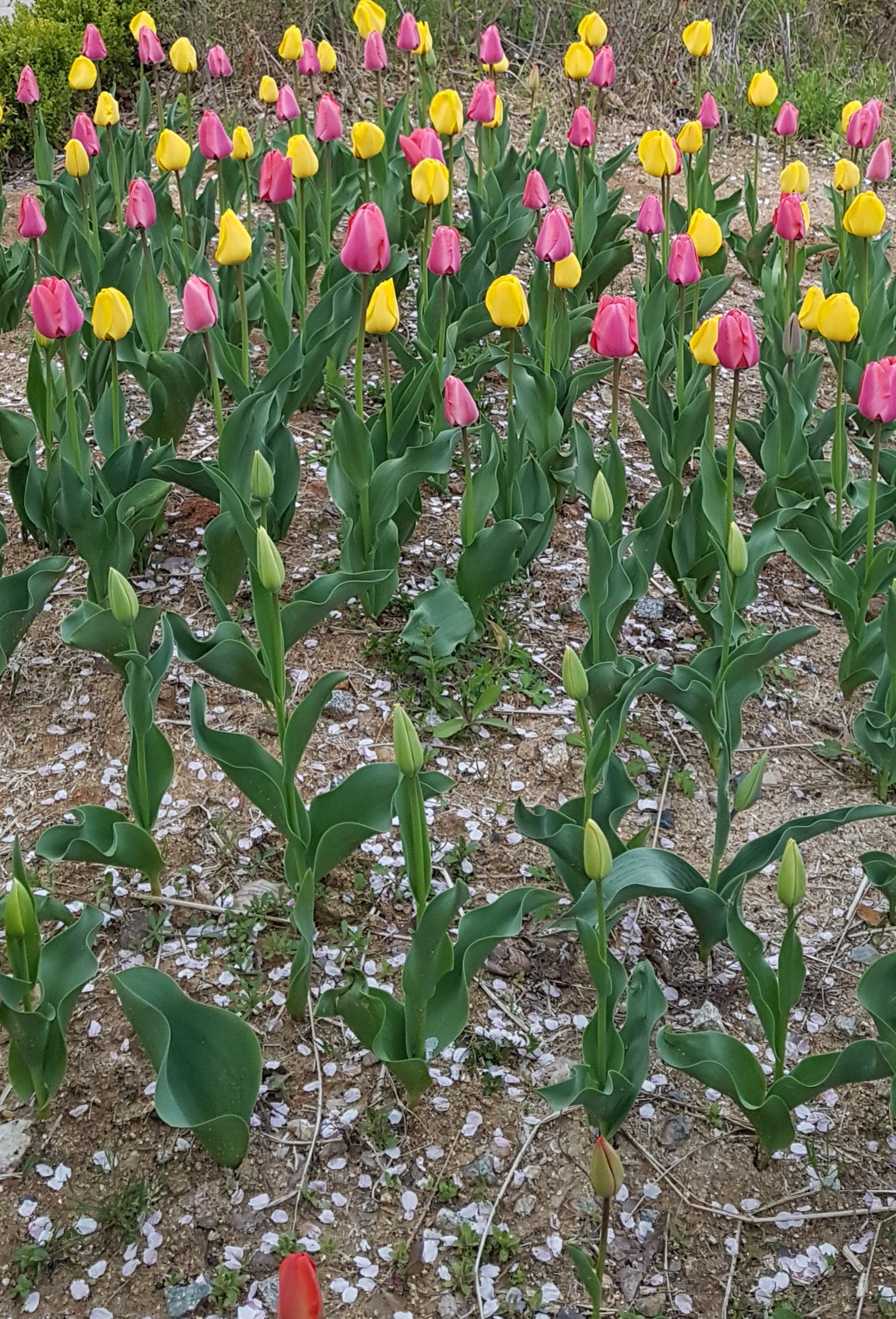 20190414_152746.jpg