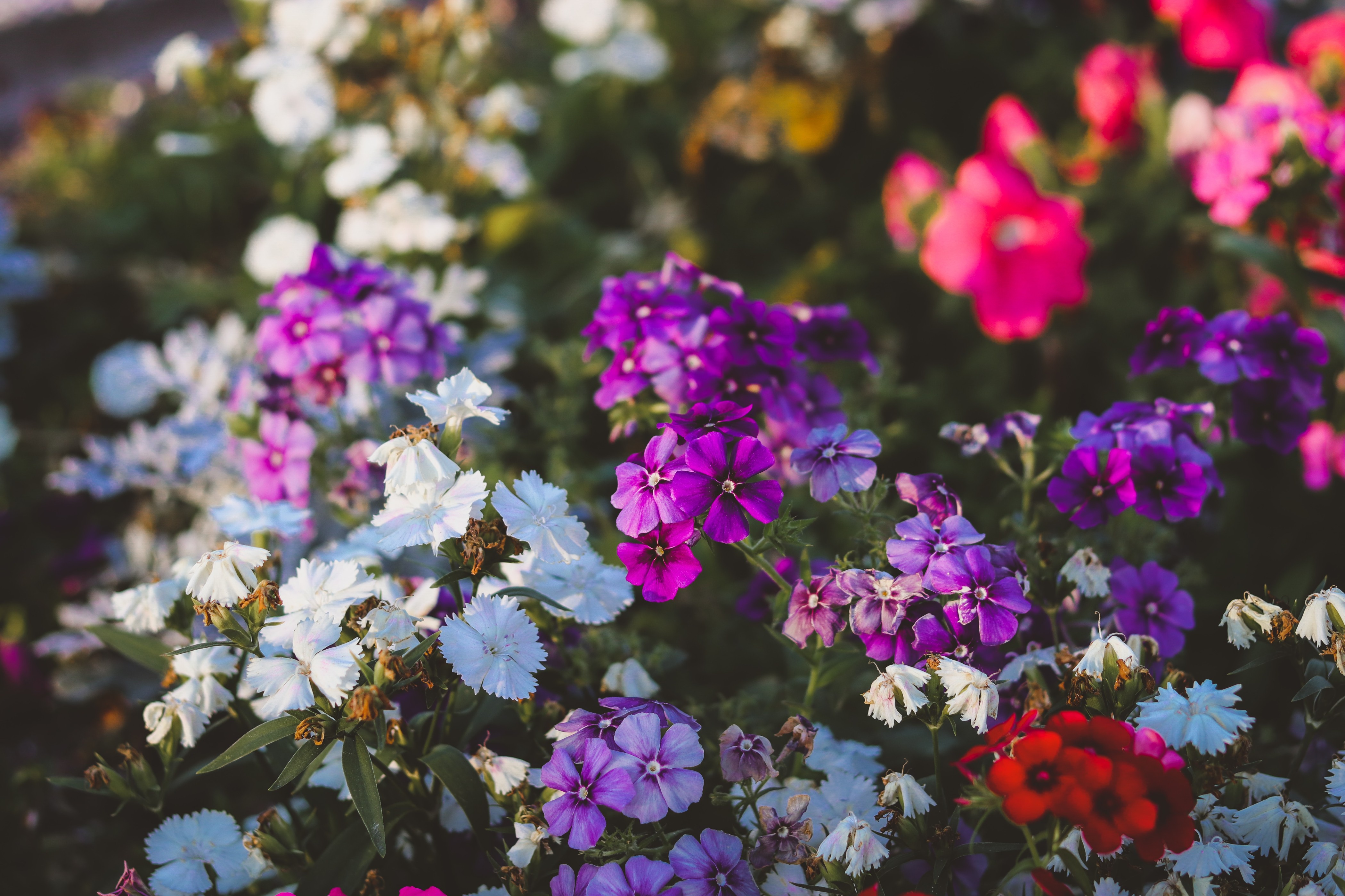 birth-flowers (1).jpg