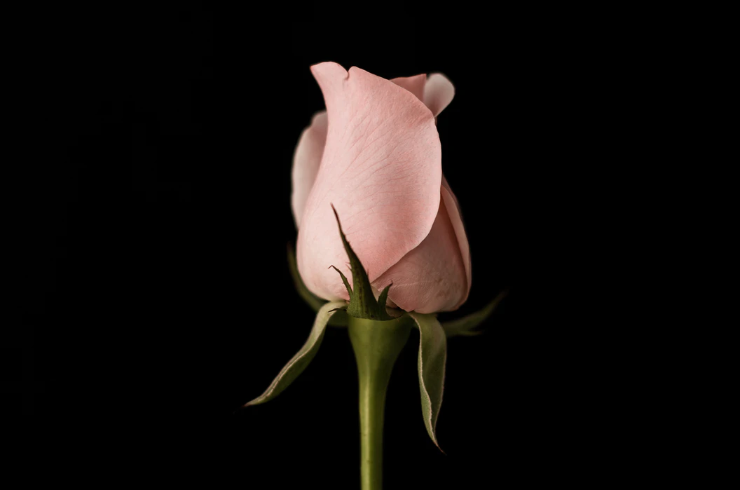 pink-rose.webp