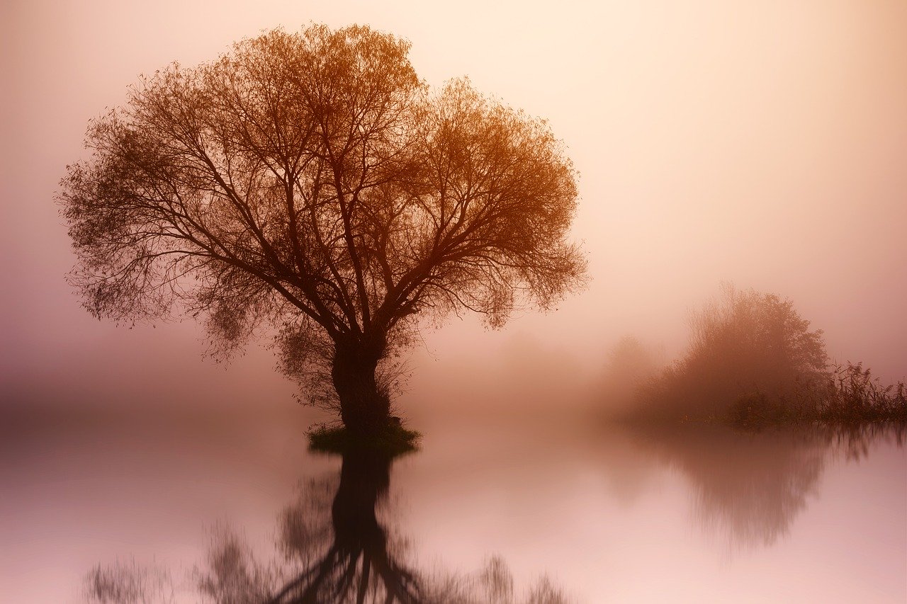 tree-3091981_1280.jpg
