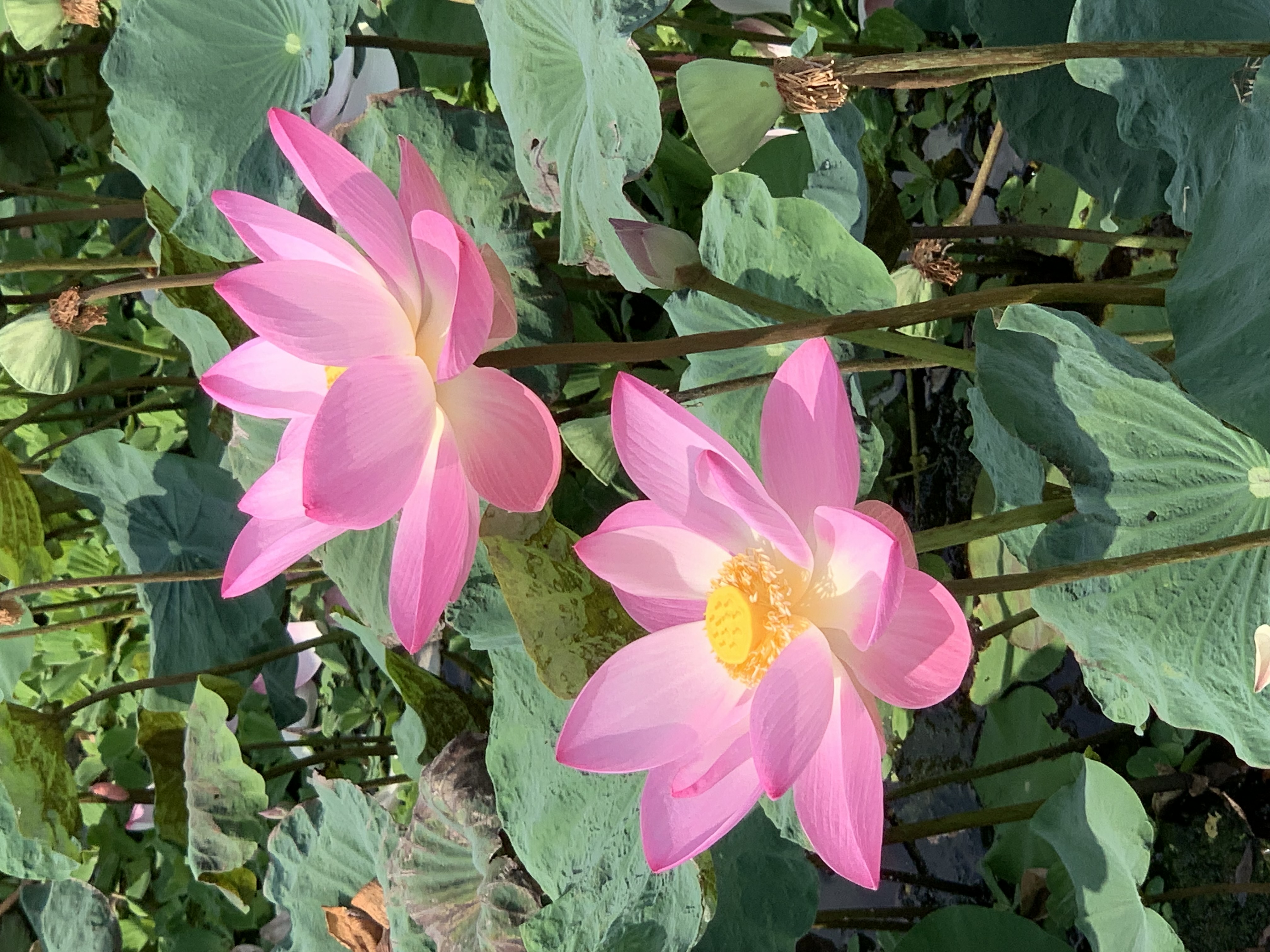 Lotus Pond9.jpg