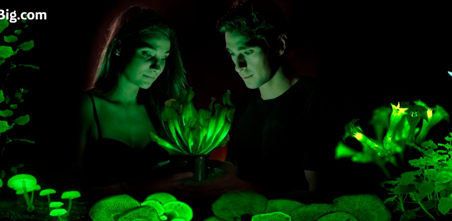 plantas-en-la-oscuridad.jpg