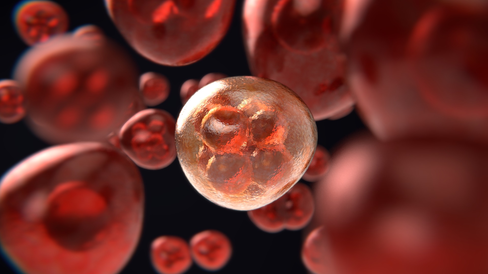mitosis-3876669_1920 (1).jpg