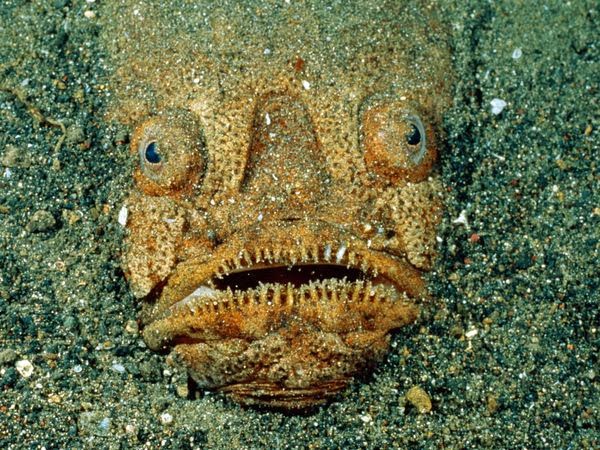 stonefish.jpg
