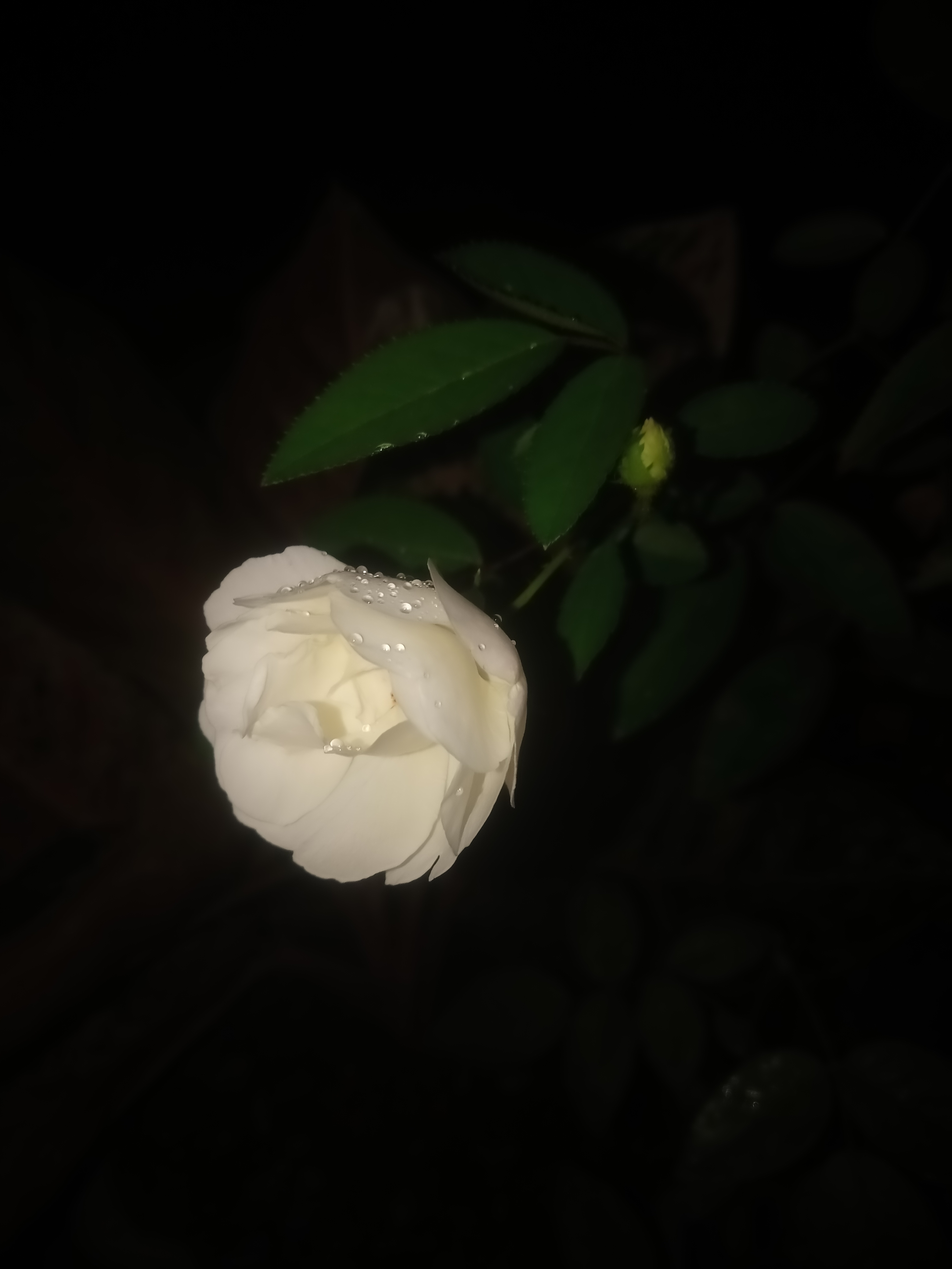 IMG20210626195535.jpg