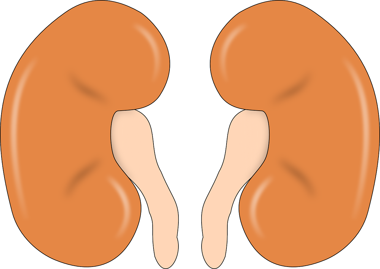 kidney-147499_1280.webp