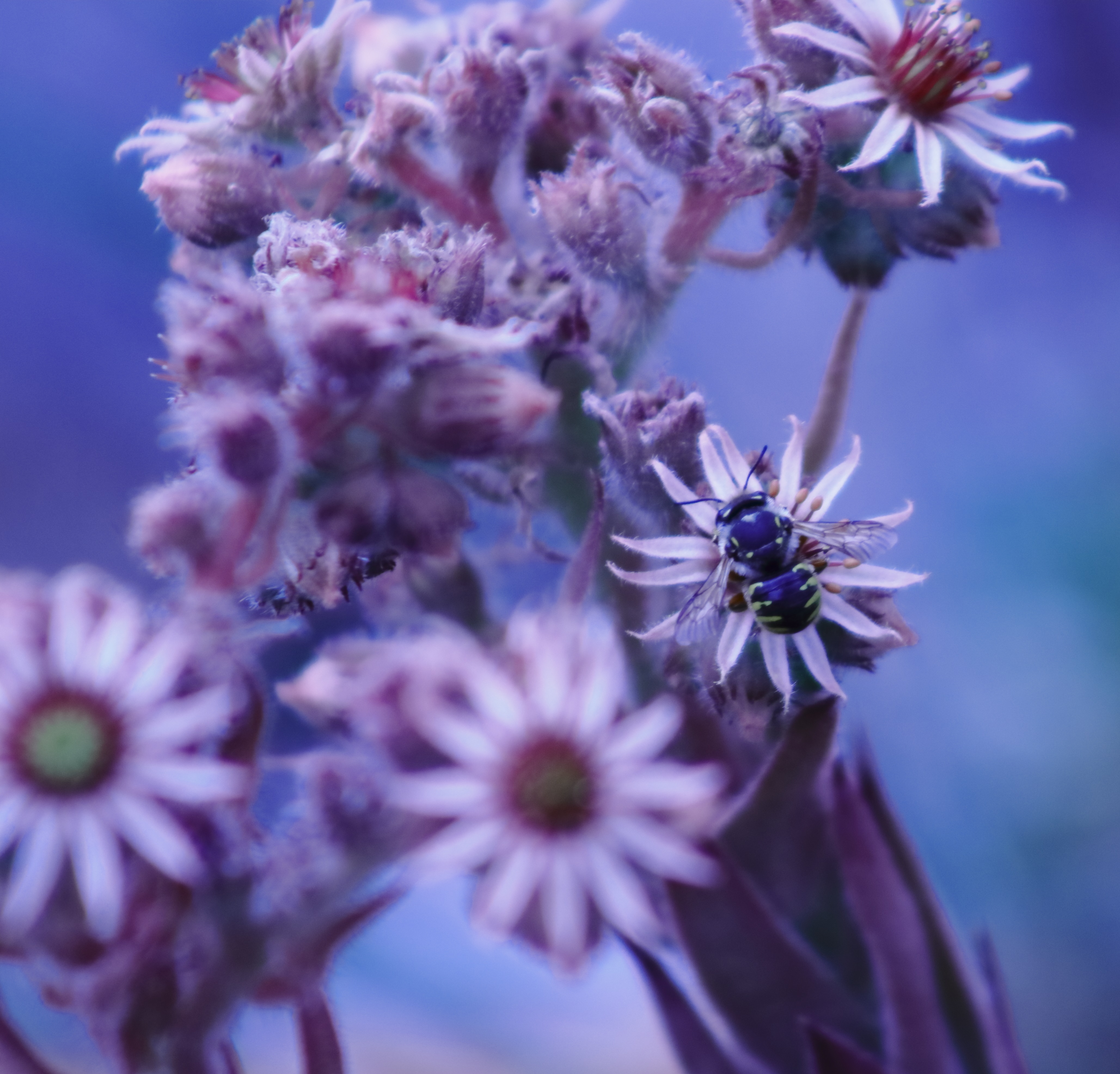 suc.bee.v.2.e.0697.jpg