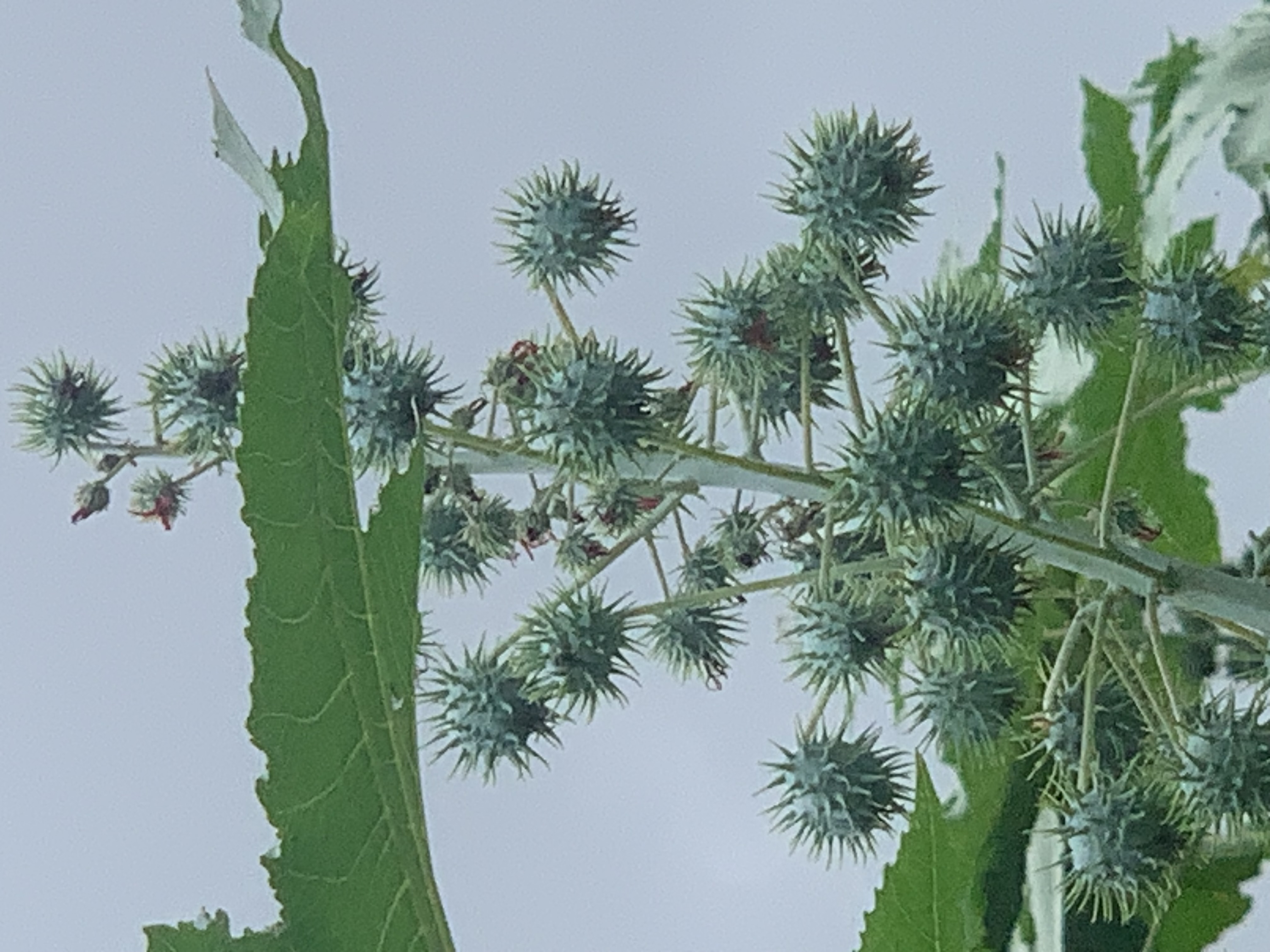 nature607.jpg