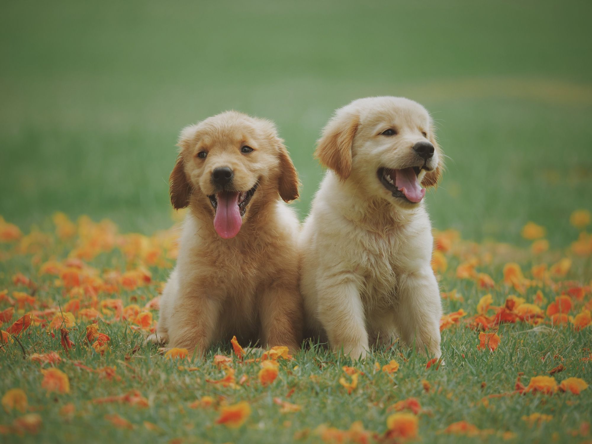 cute-baby-animals-1558535060.jpg