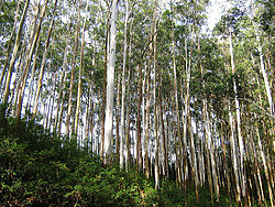 250px-Gudalur_70.jpg