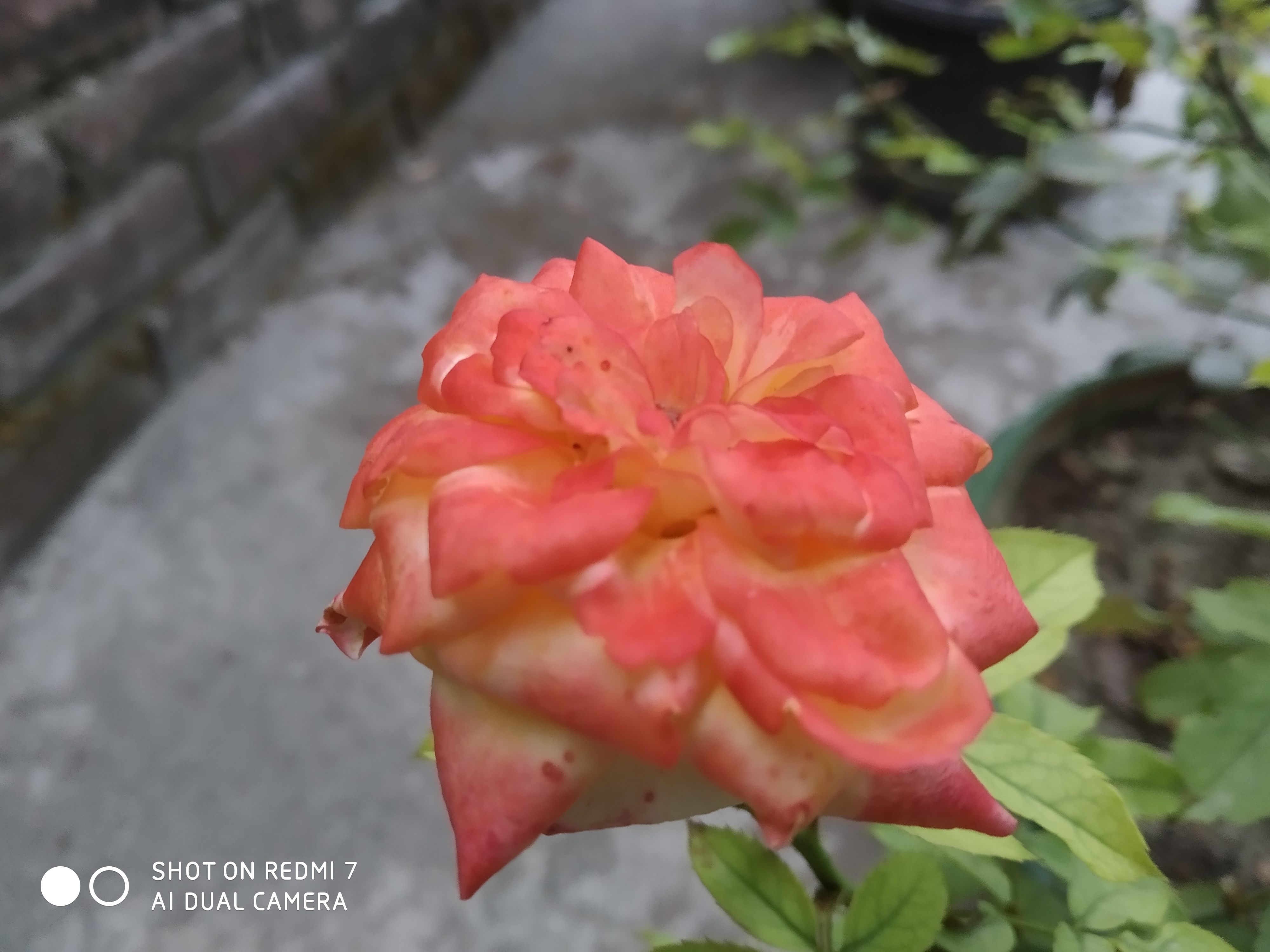 IMG_20210508_060436.jpg
