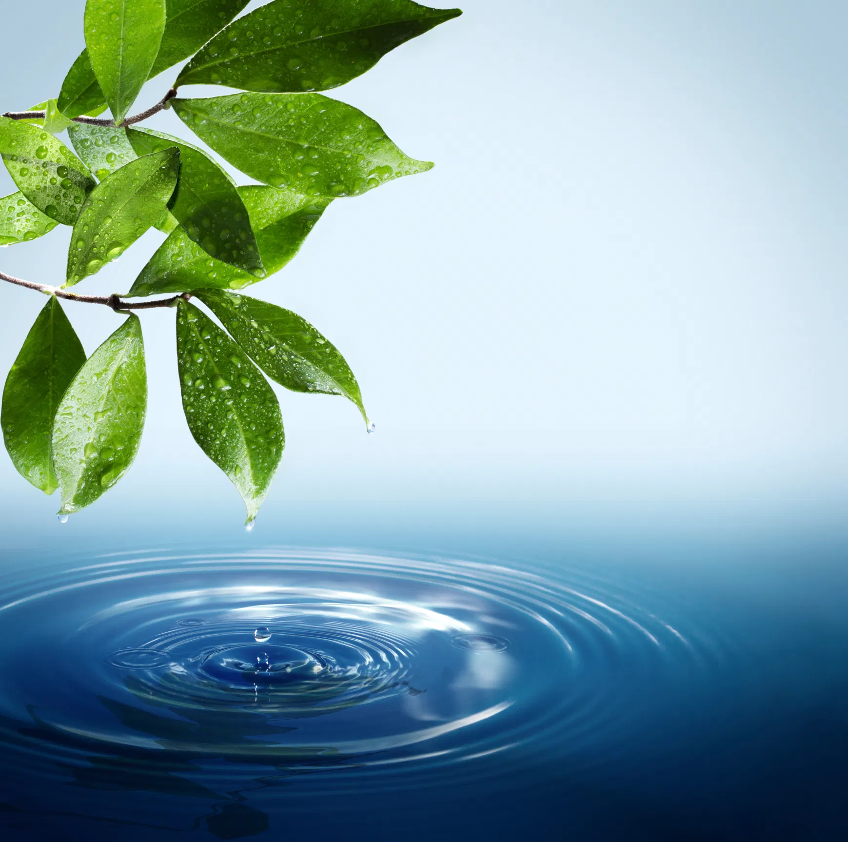 Листья на воде. Листик на воде. Фон вода и листья. Круглый листик на воду. 1 вода 2020