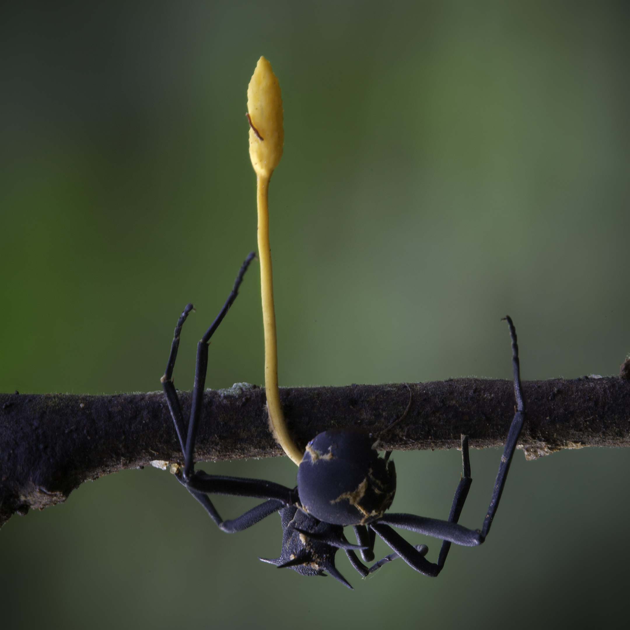 2015-08-19_Ophiocordyceps_formicarum_(Kobayasi)_G.H._Sung,_J.M._Sung,_Hywel-Jones_&_Spatafora_591950.jpg