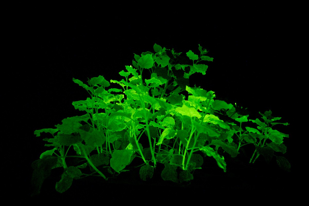 Plantas-Brillan-Oscuridad-ADN-Hongos.jpg