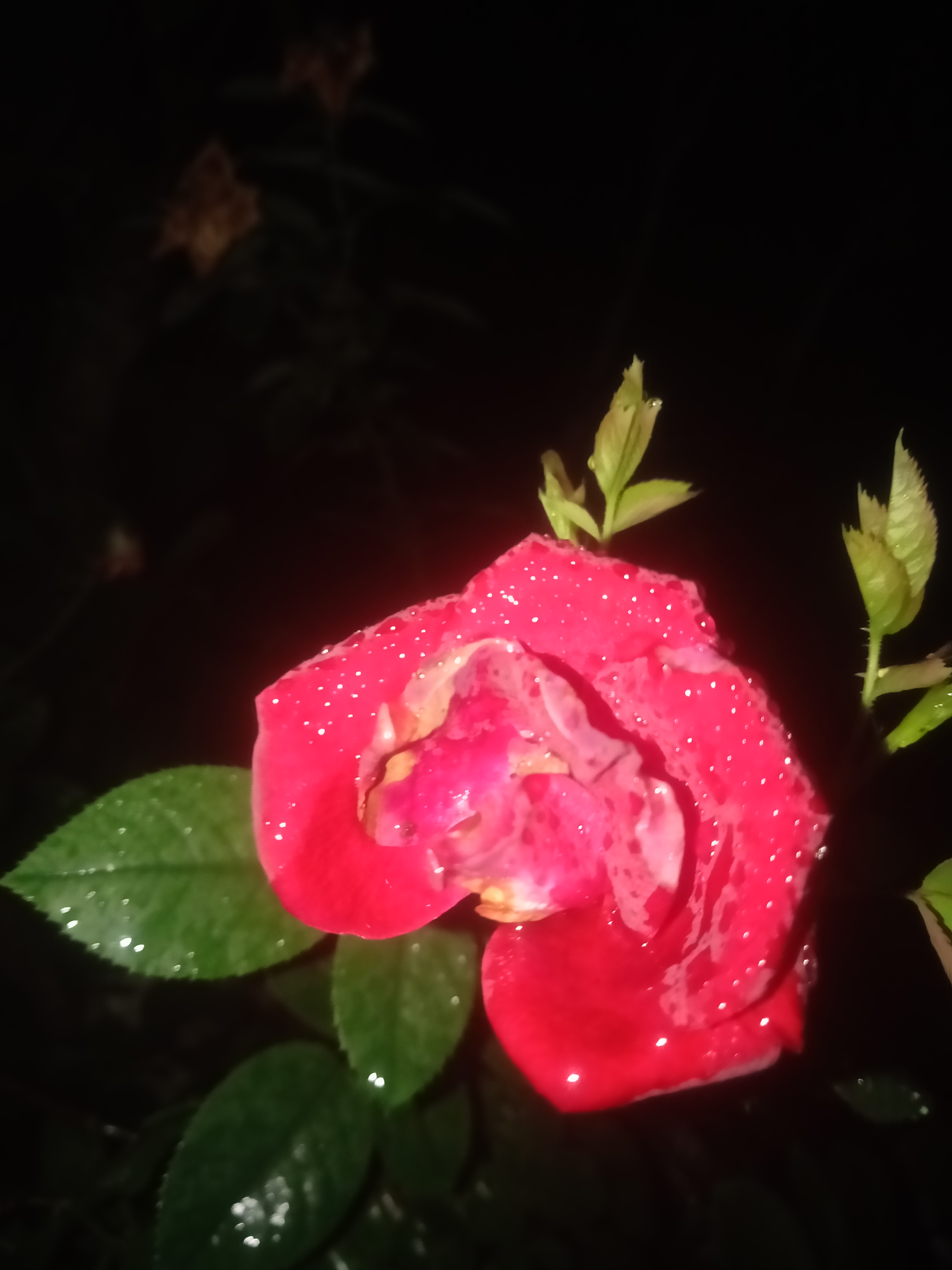 IMG20210626200404.jpg