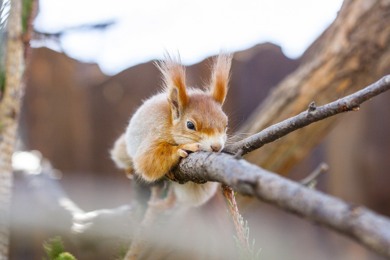 the-squirrel.jpg