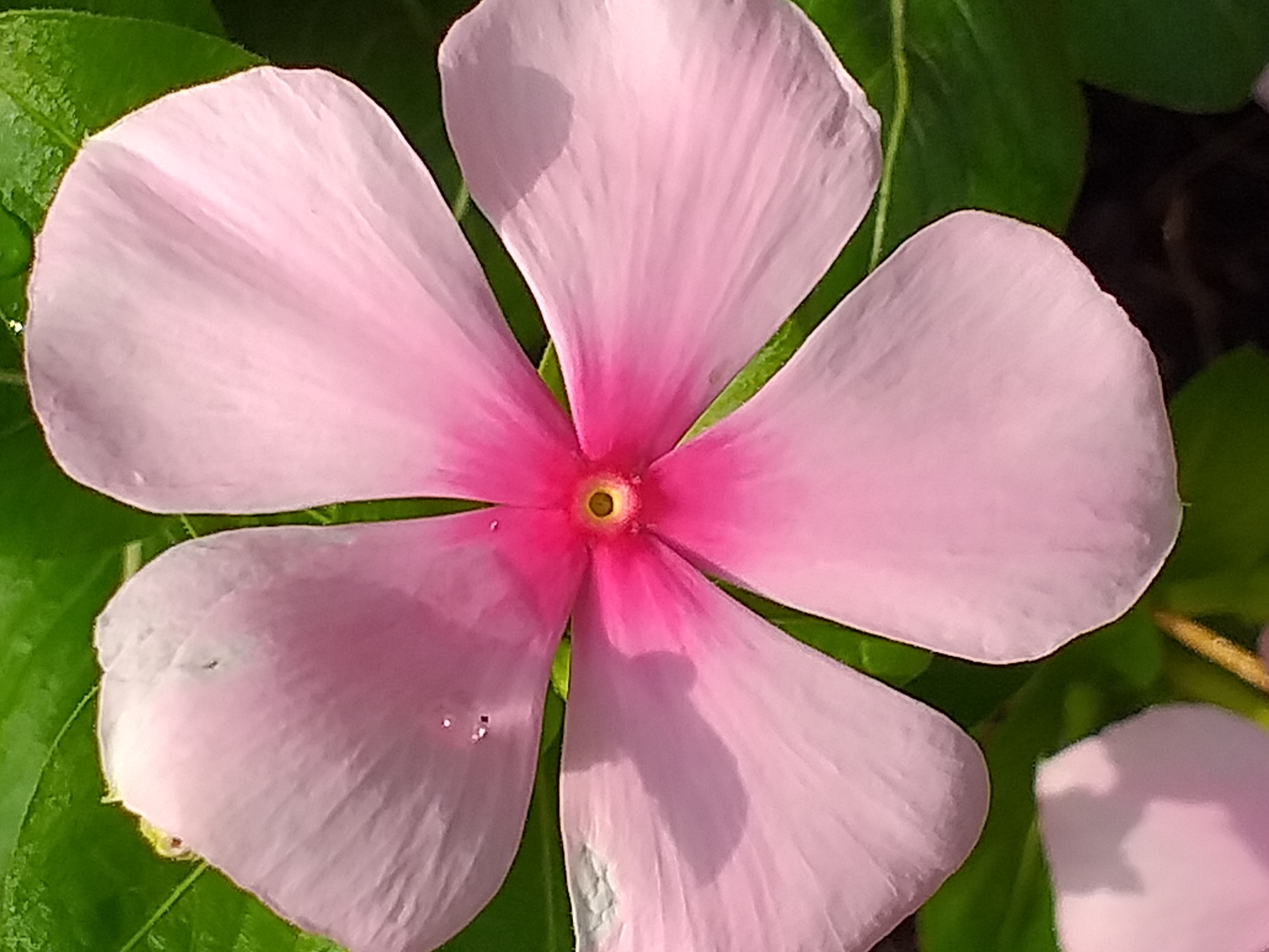 my garden32.jpg