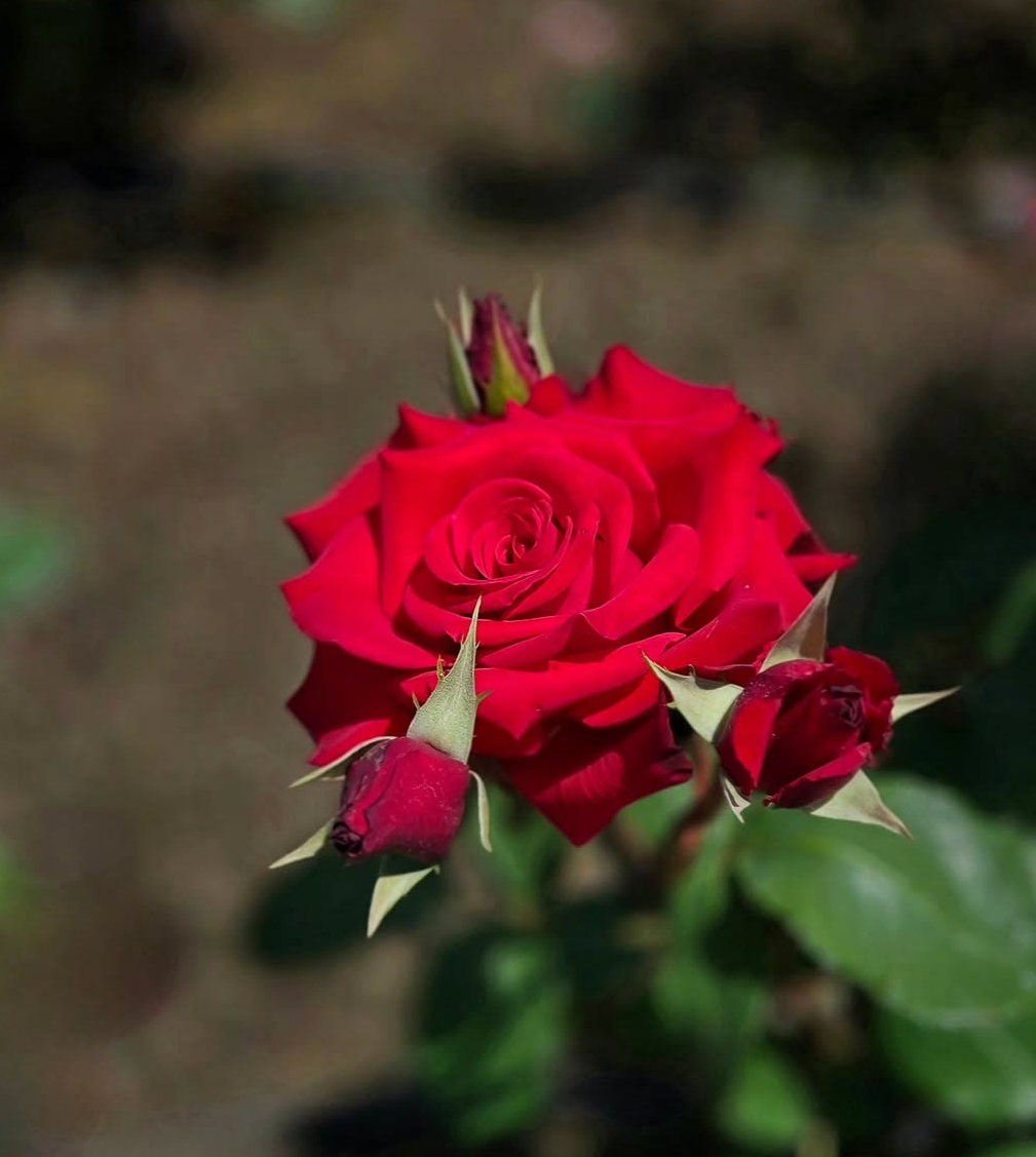 IMG_20260513_223358.jpg